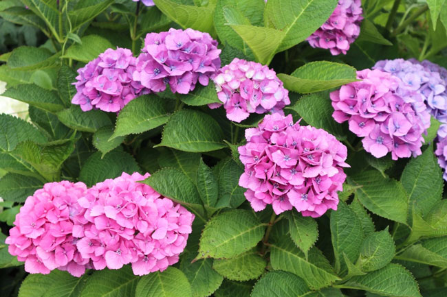紫陽花