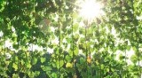 暑さに負けない家づくり！太陽光発電とエコリフォームで血圧管理も簡単