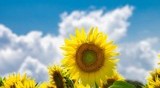 断熱効果でエネルギー節約！快適に暮らして光熱費も削減