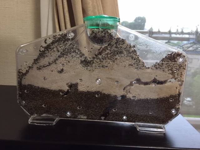 山口が大きくなり、穴も下までいきました