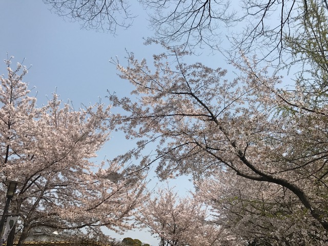 リフォ―ム 魚津 桜